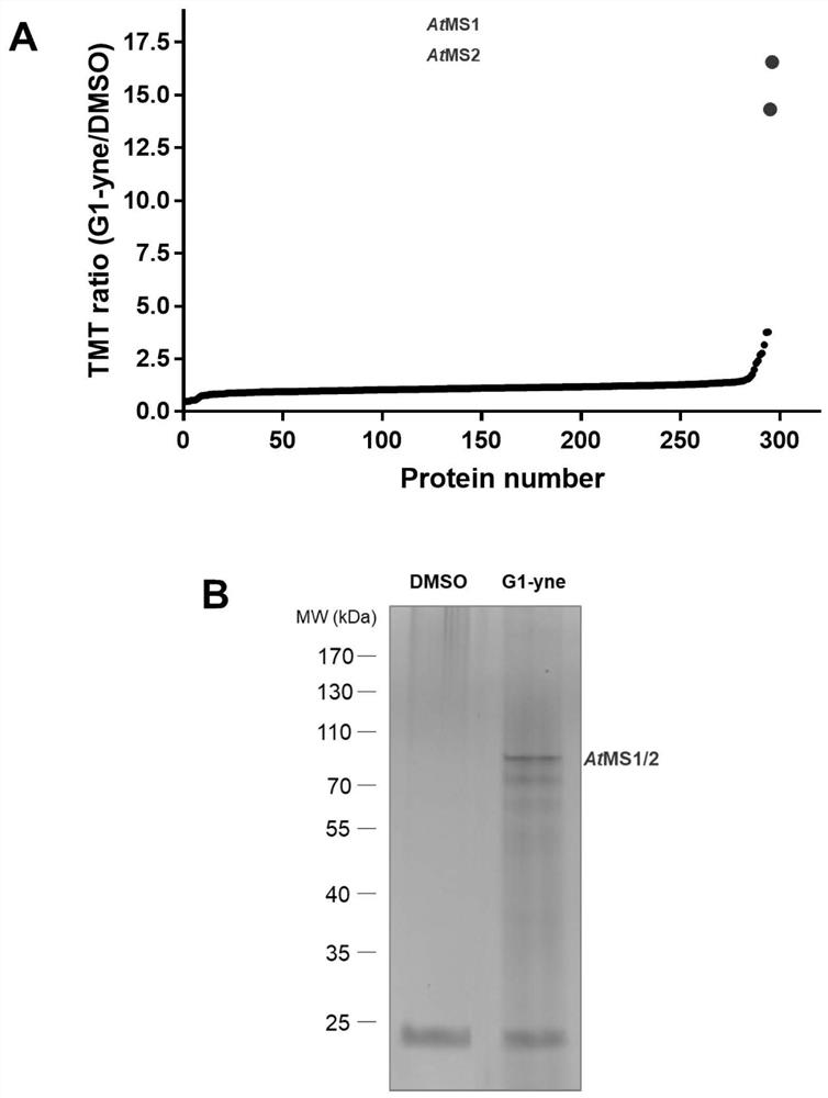 A Molecular Probe for Higher Plant Cobalt-Independent Methionine Synthetase and Its Application