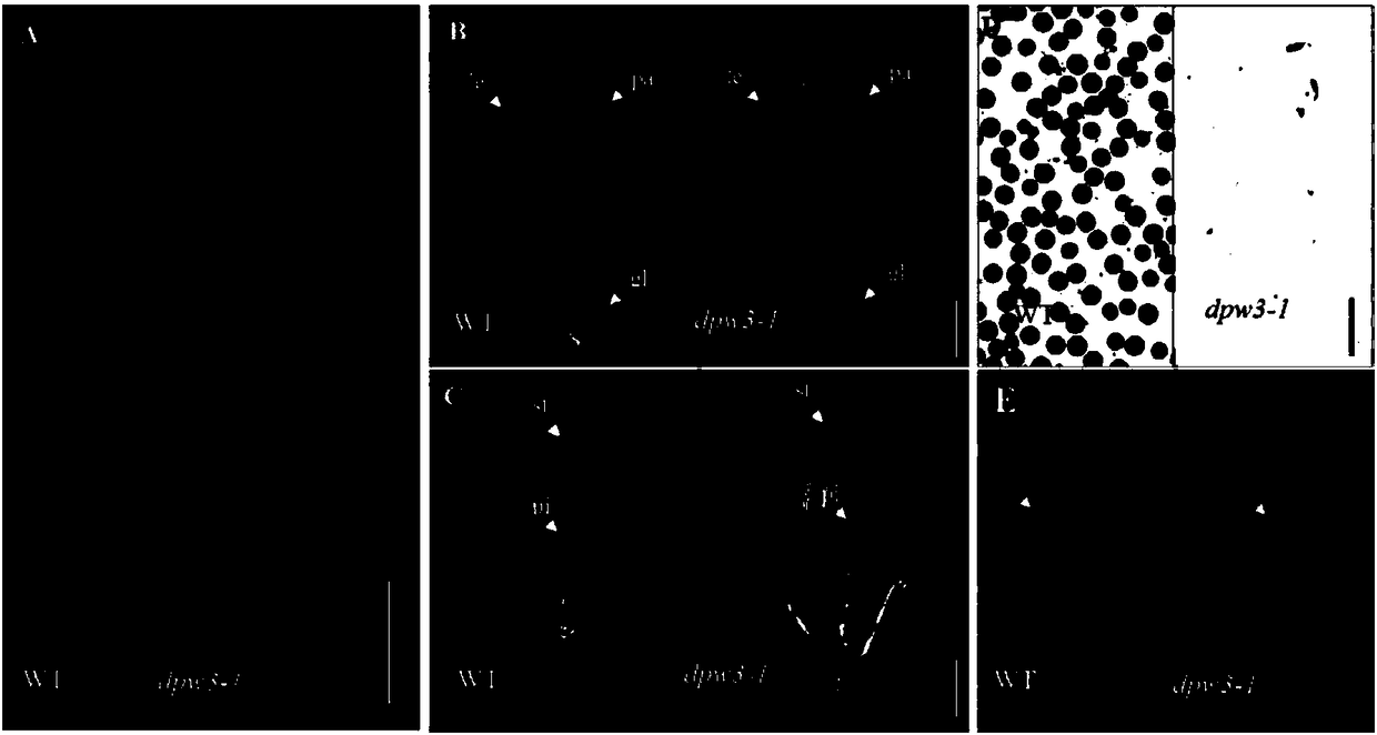 Application of male sterility gene OsDPW3 and rice fertility restoration method