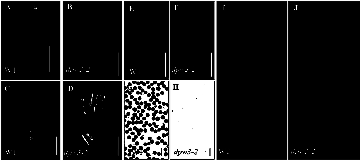 Application of male sterility gene OsDPW3 and rice fertility restoration method