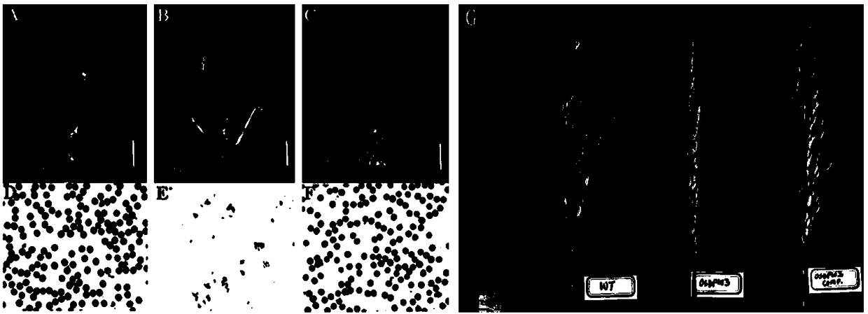 Application of male sterility gene OsDPW3 and rice fertility restoration method