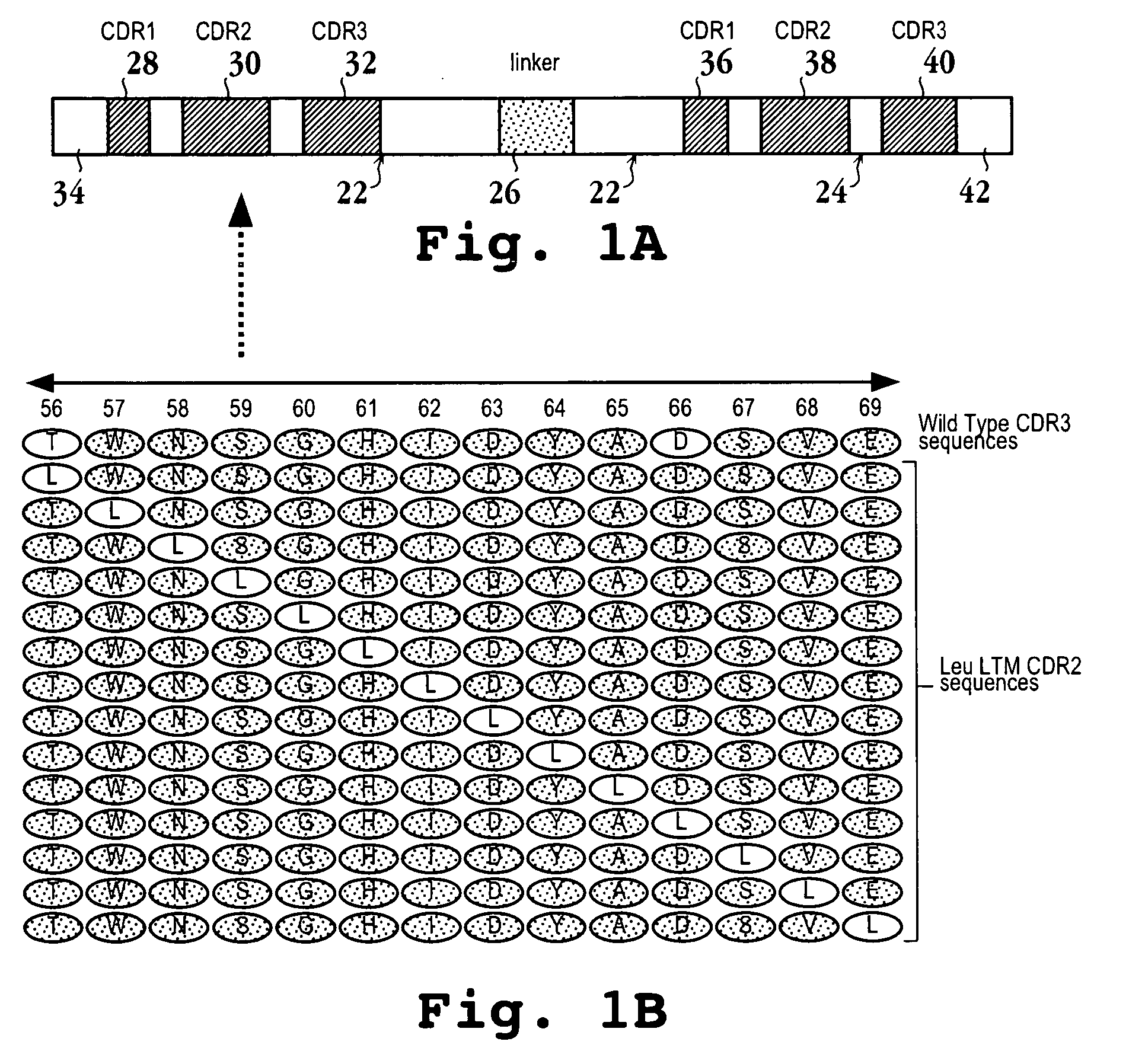 High affinity anti-TNF-alpha antibodies and method