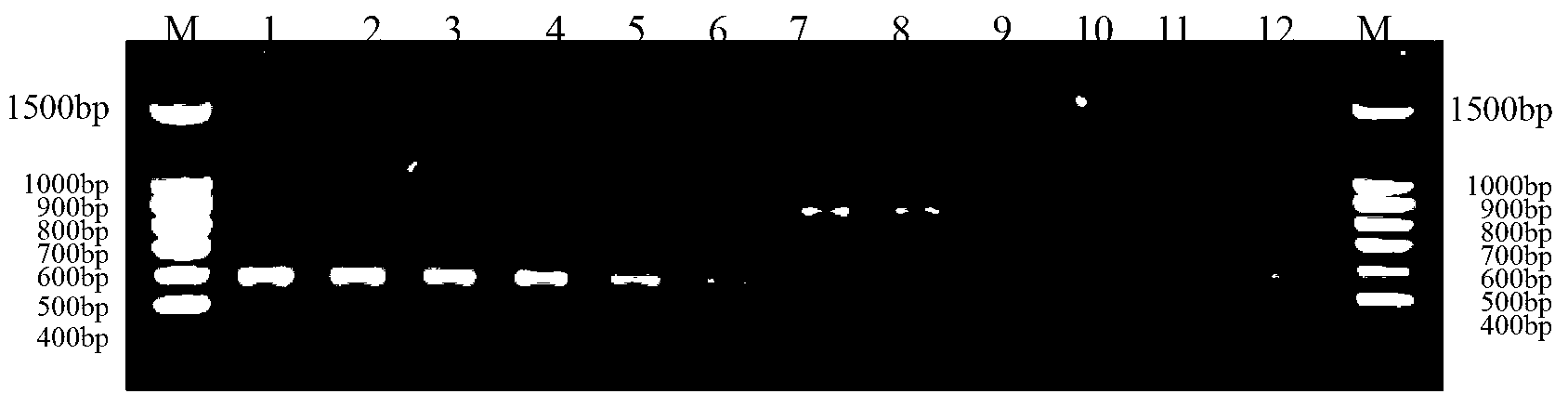 Method for identifying protoplast monokaryon mating types of lepista sordida and special primer pair SR-4*2 thereof