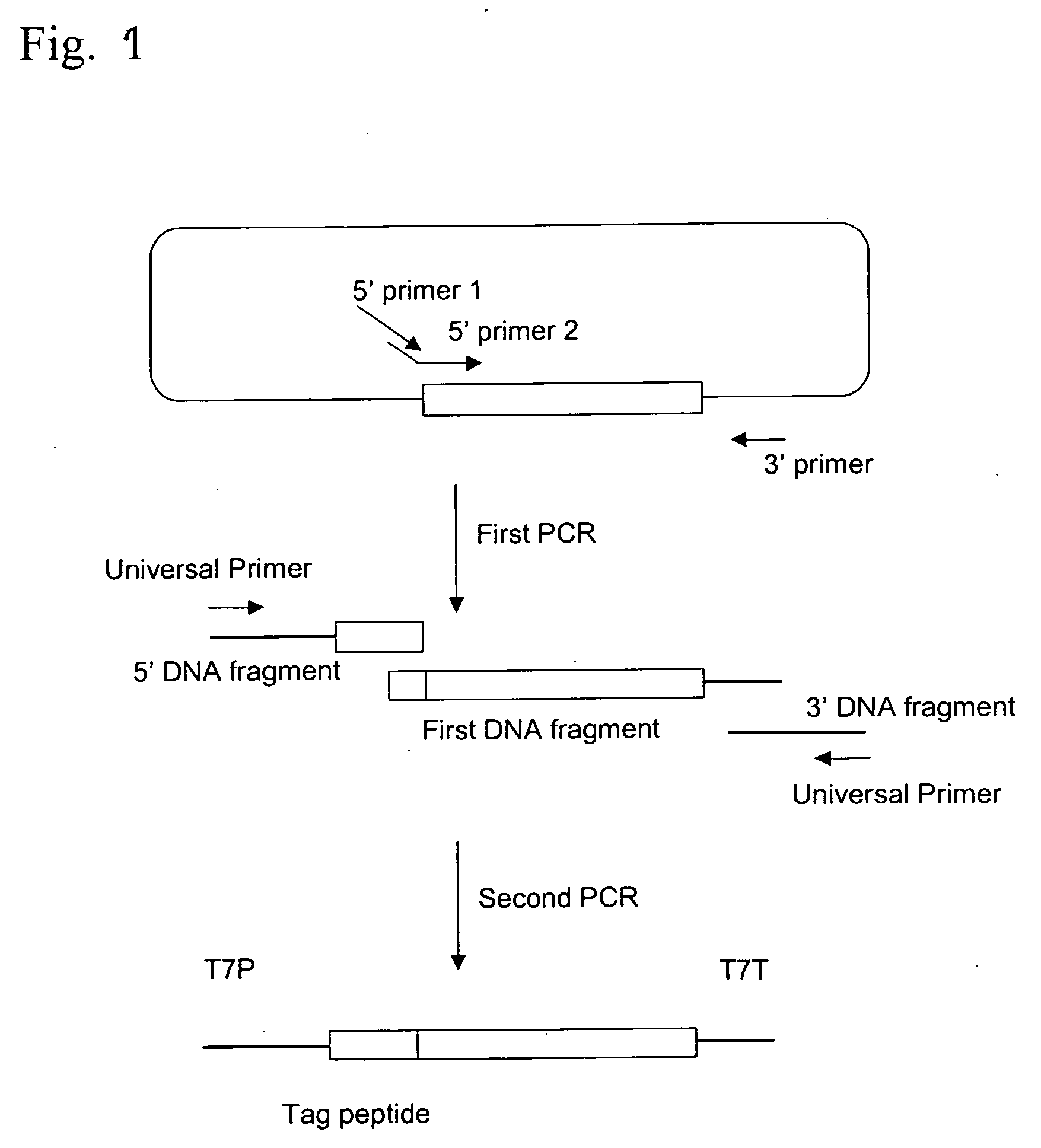 Process for producing template DNA and process for producing protein in cell-free protein synthesis system with the use of the same