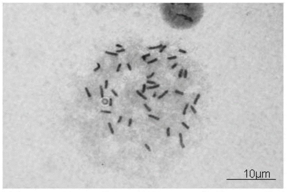 Chemical embryotoxicity prediction model and establishing method thereof