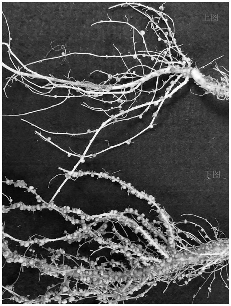 Method for preventing and controlling aspergillus flavus and toxin thereof and increasing quantity of nitrogenase active root nodules at roots of leguminous crops and application of method