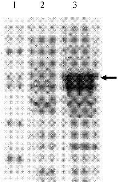 HA (hemagglutinin) epitope-ELISA (enzyme-linked immunosorbent assay) kit for H5-subtype AIV (avian influenza virus) antibodies