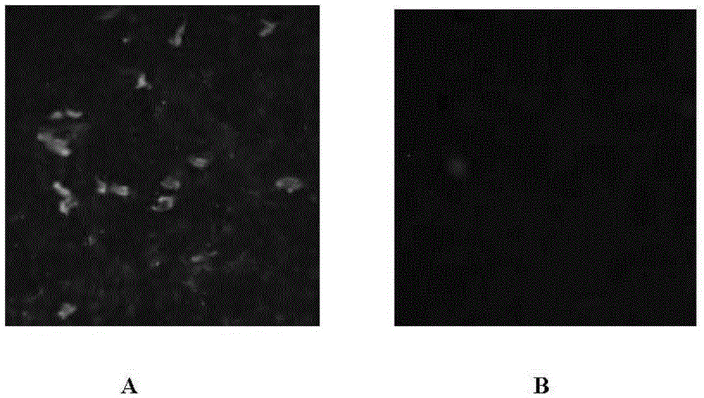 Chicken C-type acian metapneumovirus strain(aMPV-JCX) and application thereof