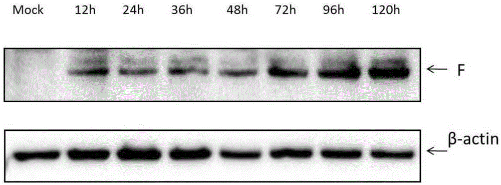 Chicken C-type acian metapneumovirus strain(aMPV-JCX) and application thereof