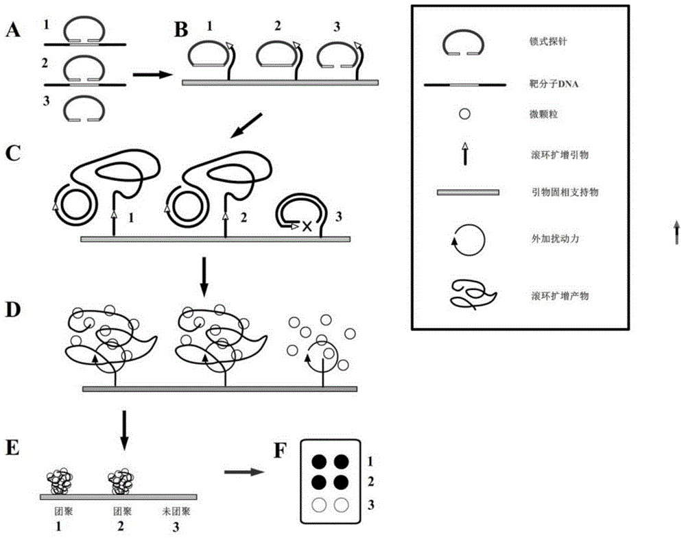 Multiplex nucleic acid visualization detection method and kit based on solid phase rolling circle amplification and particle aggregation