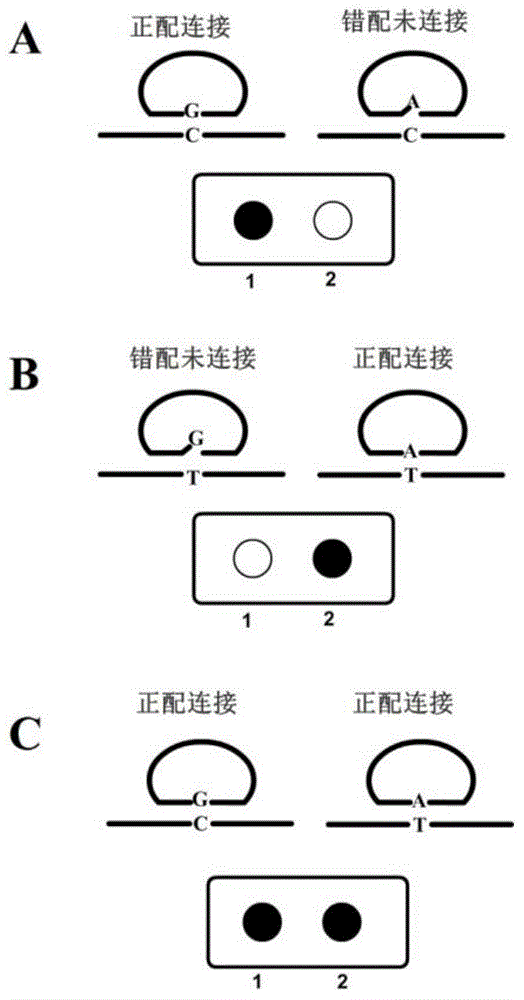 Multiplex nucleic acid visualization detection method and kit based on solid phase rolling circle amplification and particle aggregation