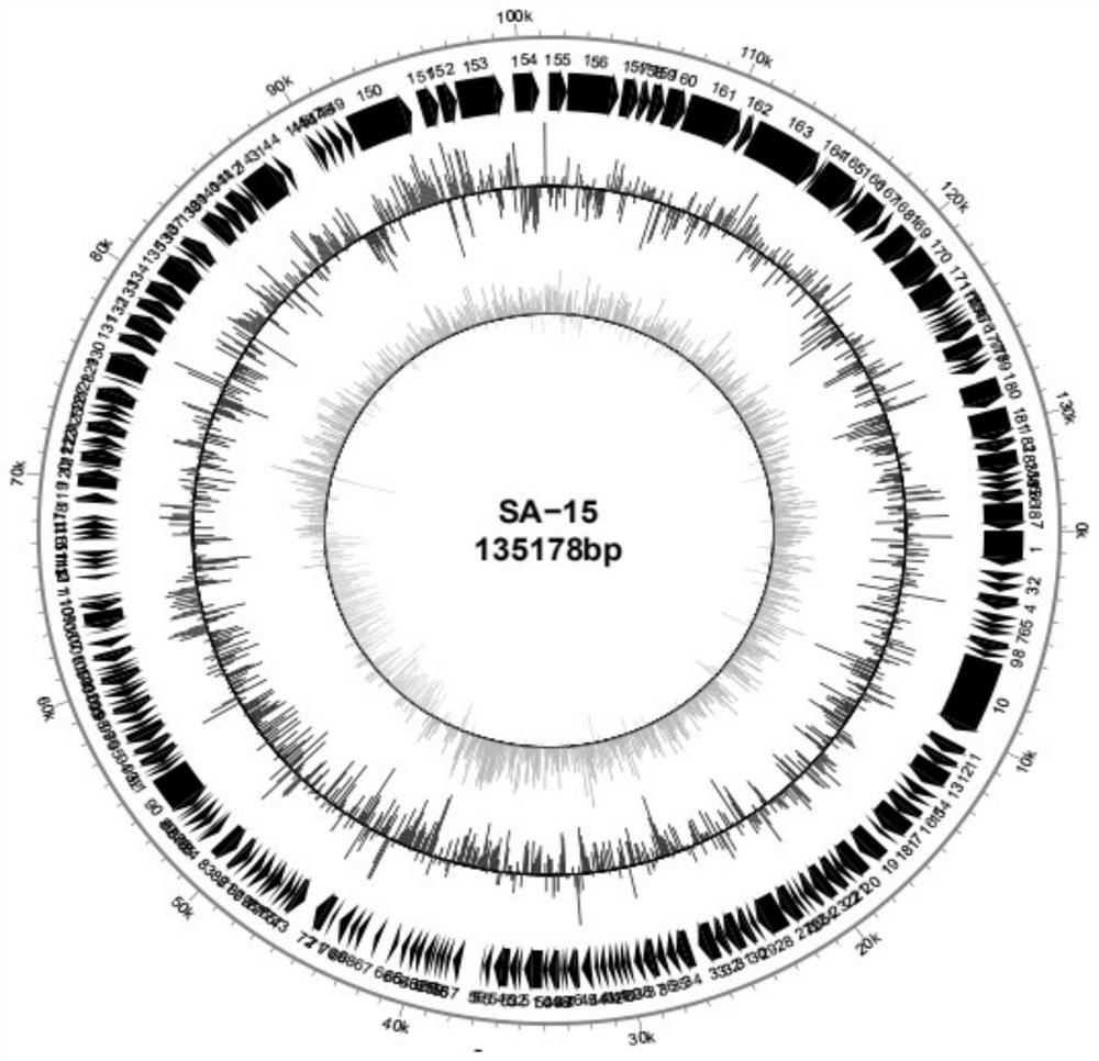 Staphylococcus aureus phage SapYZUalpha and application thereof