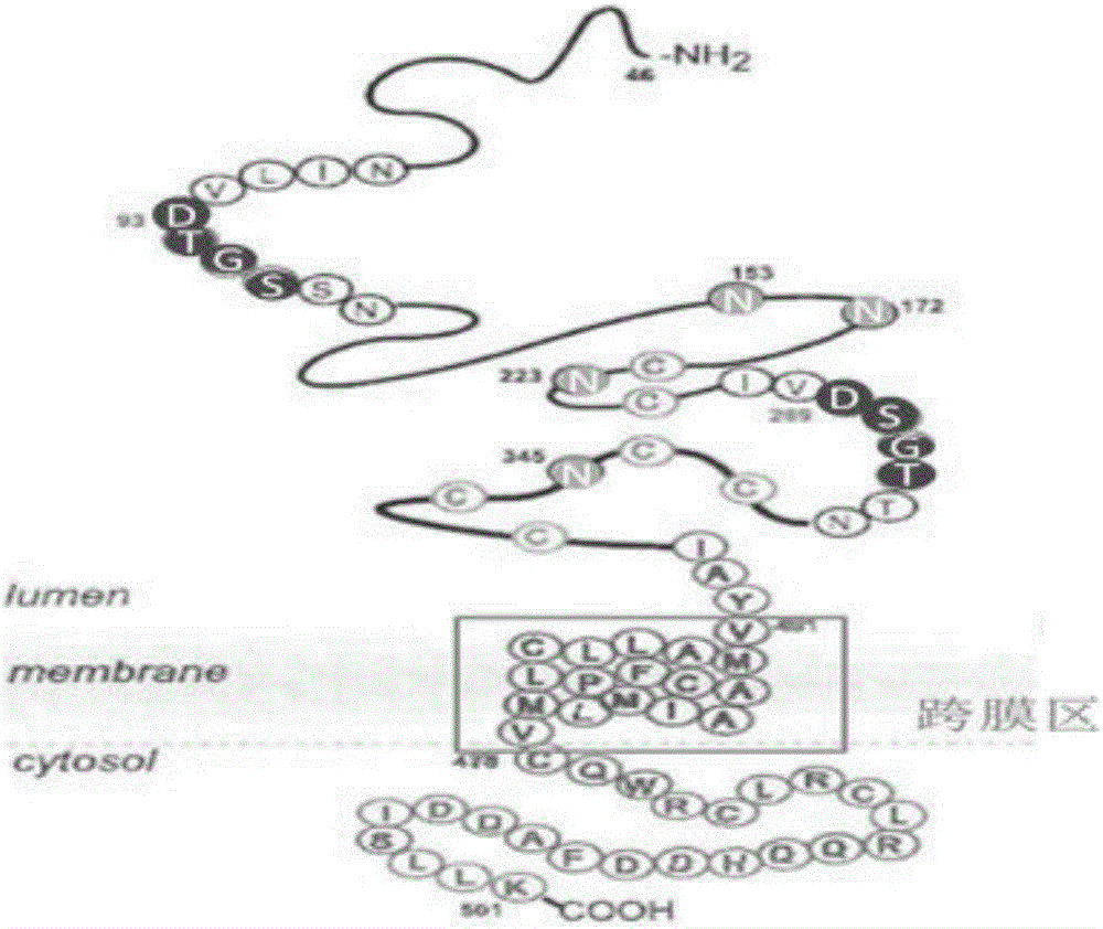 Function development and application of subtype BACE1 (beta-secretase 1) capable of promoting A-beta accumulation in brain