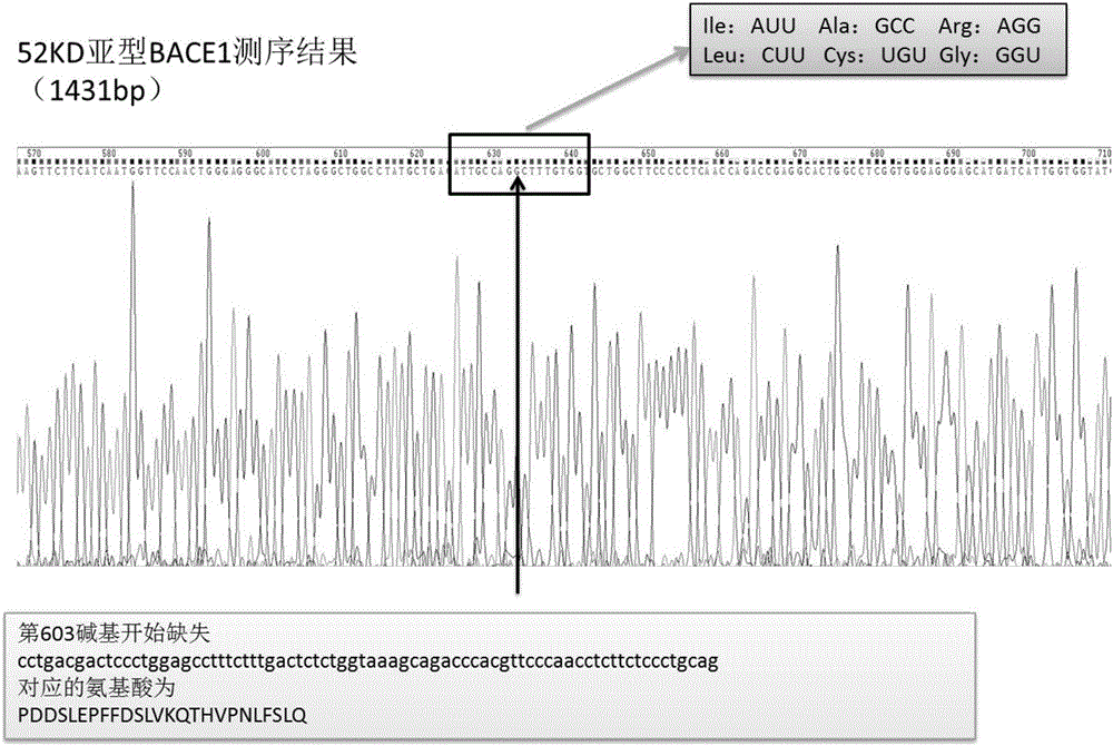 Function development and application of subtype BACE1 (beta-secretase 1) capable of promoting A-beta accumulation in brain