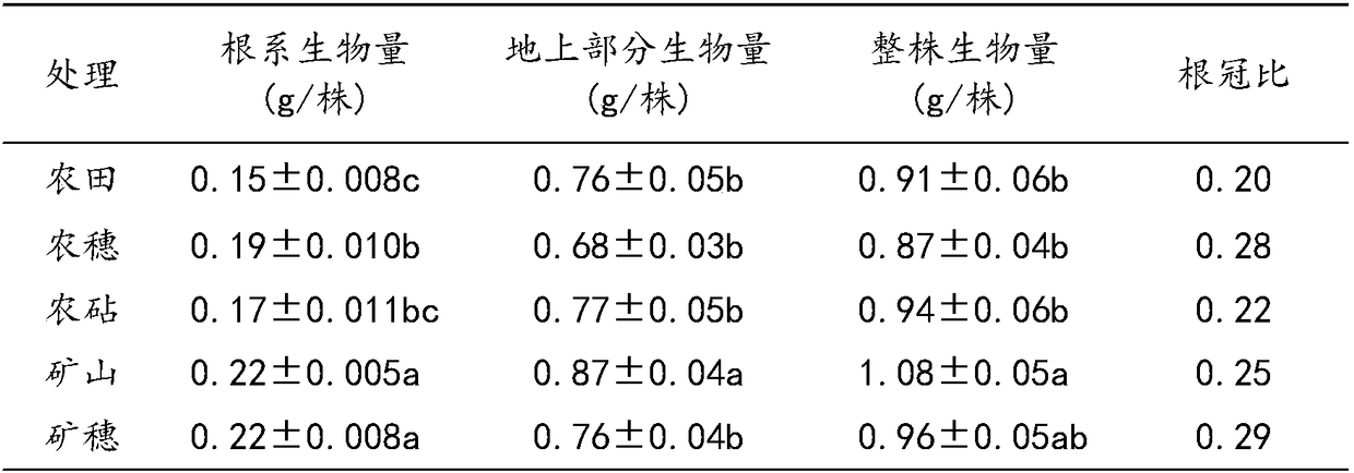 Method for using mutual grafting of different ecological galinsoga parviflora to adjust cadmium content in offspring