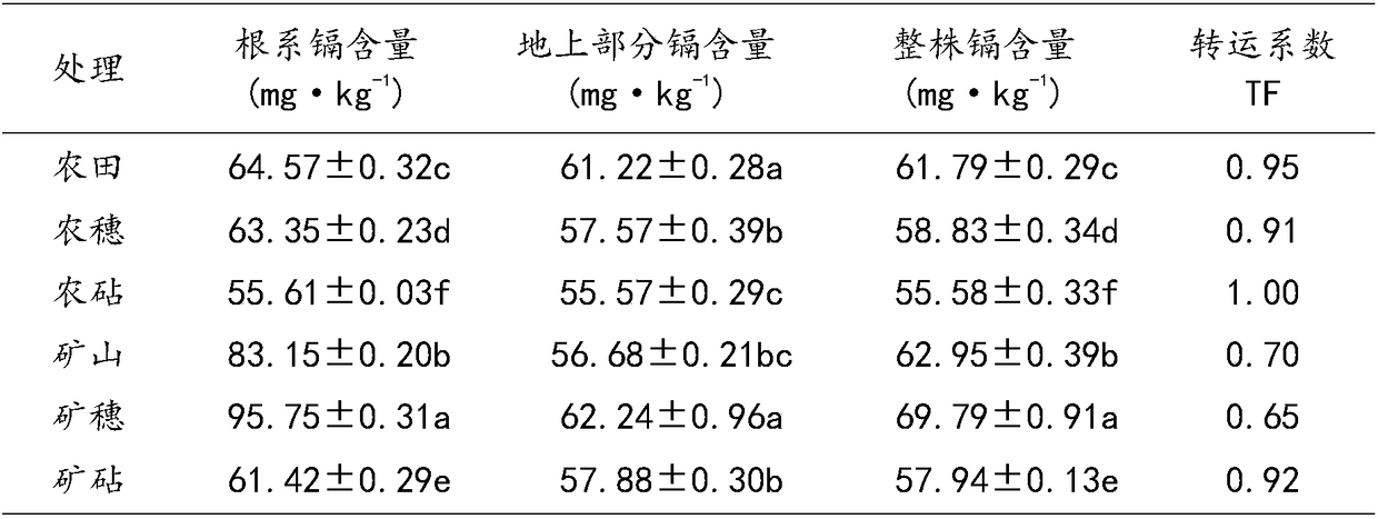 Method for using mutual grafting of different ecological galinsoga parviflora to adjust cadmium content in offspring