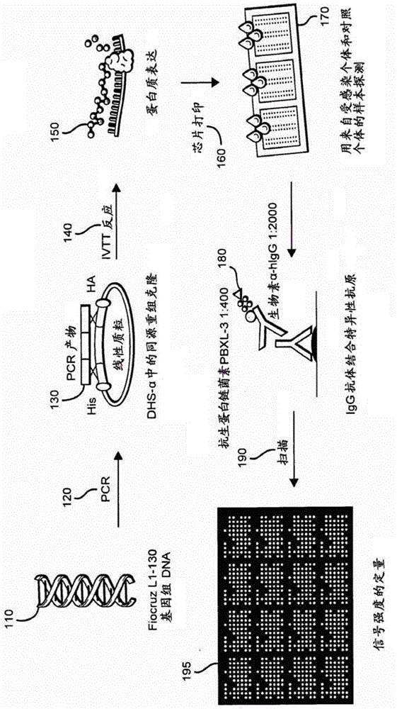 Methods and compositions of protein antigens for the diagnosis and treatment of leptospirosis