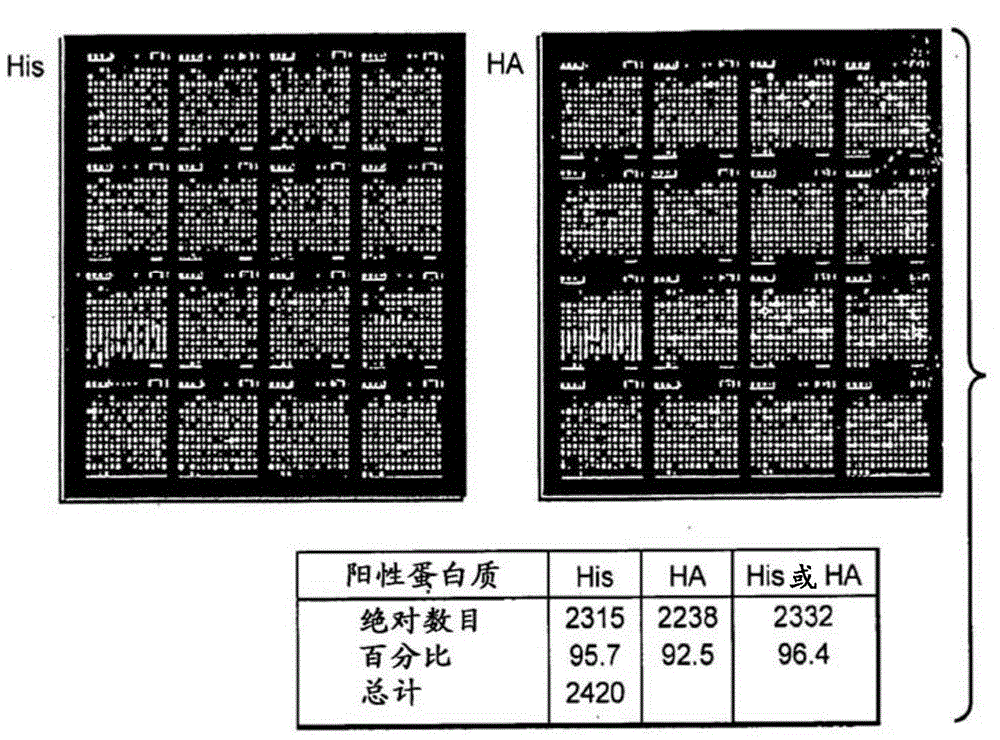 Methods and compositions of protein antigens for the diagnosis and treatment of leptospirosis