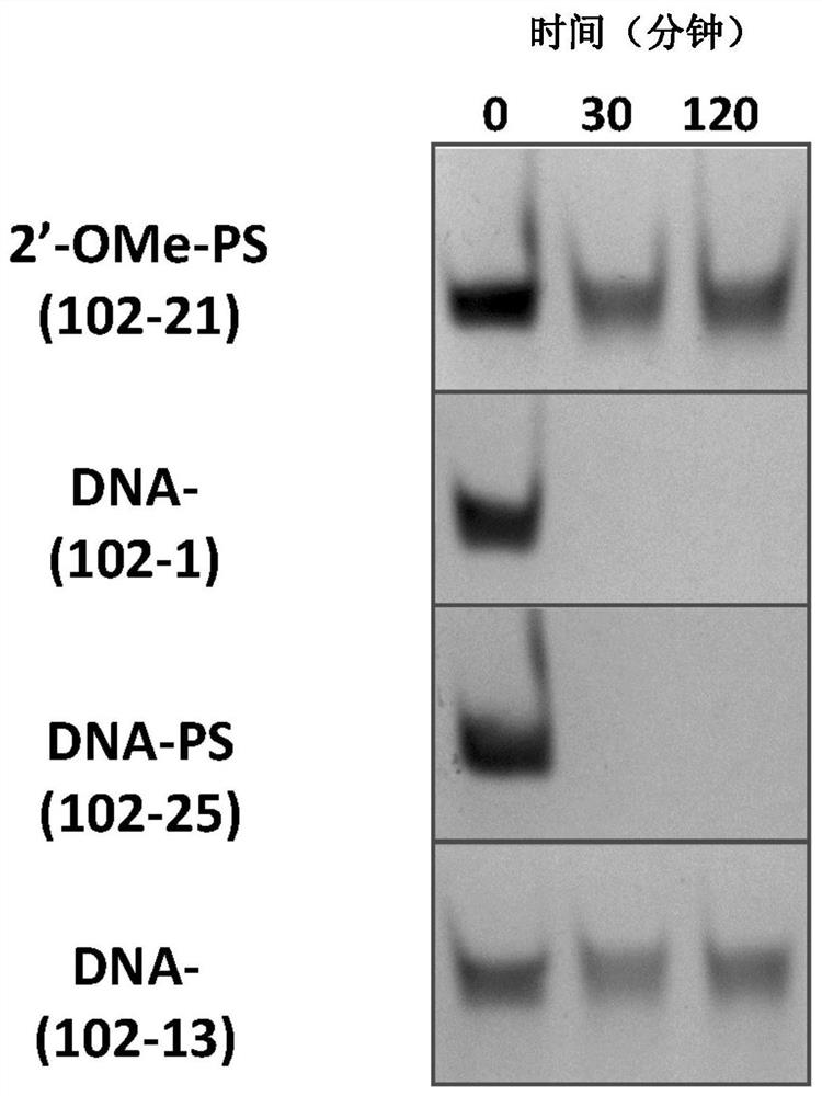 Chemically modified oligonucleotides for RNA editing