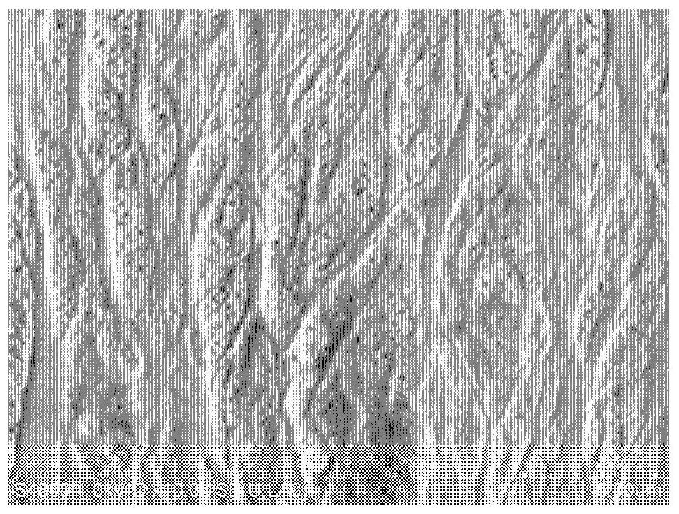 Metal lithium strip with porous solid electrolyte layer and preparation method of metal lithium strip