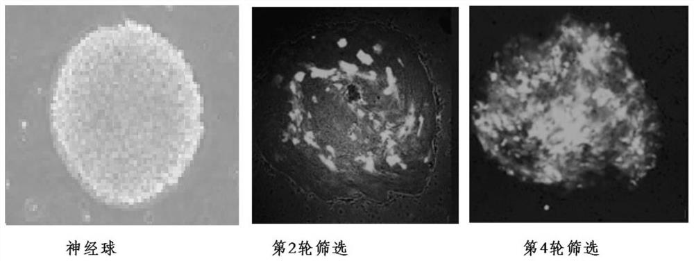 Delivery vector for specific gene of neural stem cell and application of delivery vector