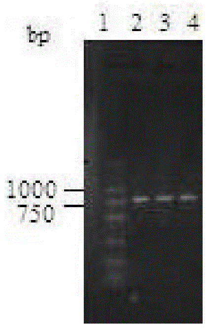 Carbonyl reductase gene, enzyme, vector and engineering bacterium as well as application of carbonyl reductase gene in asymmetrically reducing prochiral carbonyl compounds