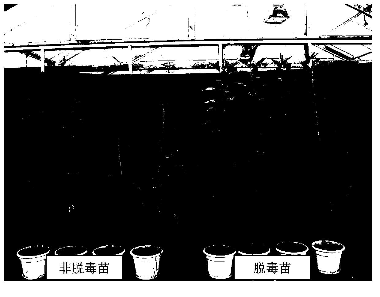 Method for detoxifying and reproducing helianthus tuberosus quickly