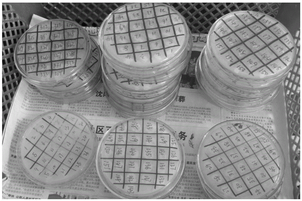 Efficient breeding method of 4-androstenedione strains