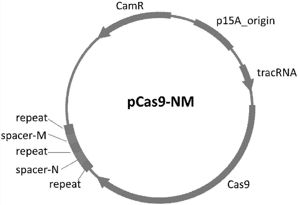 Method of packaging CRISPR-Cas9 (clustered regularly interspaced short palindromic repeat-associated 9) system by using temperate phage vector