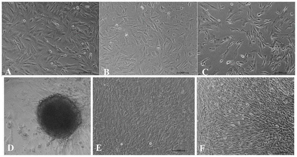 A method for inducing reprogramming of bovine fetal fibroblasts