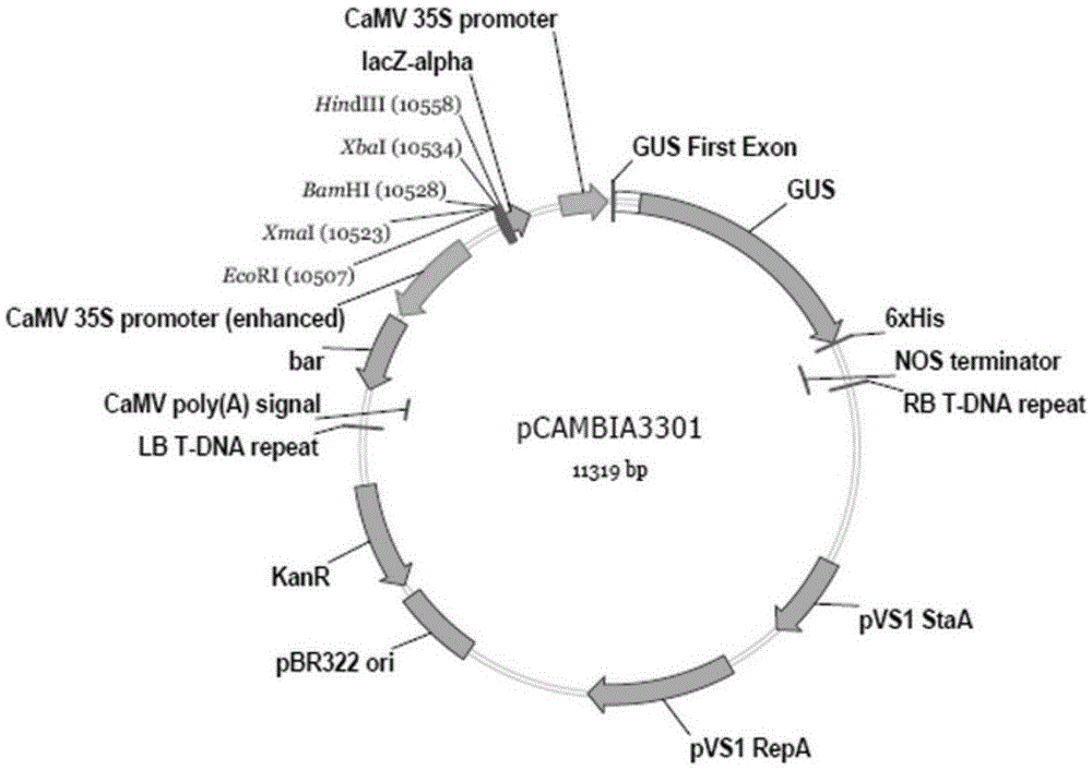 Agrobacterium mediated efficient corn backbone selfing line genetic transformation method