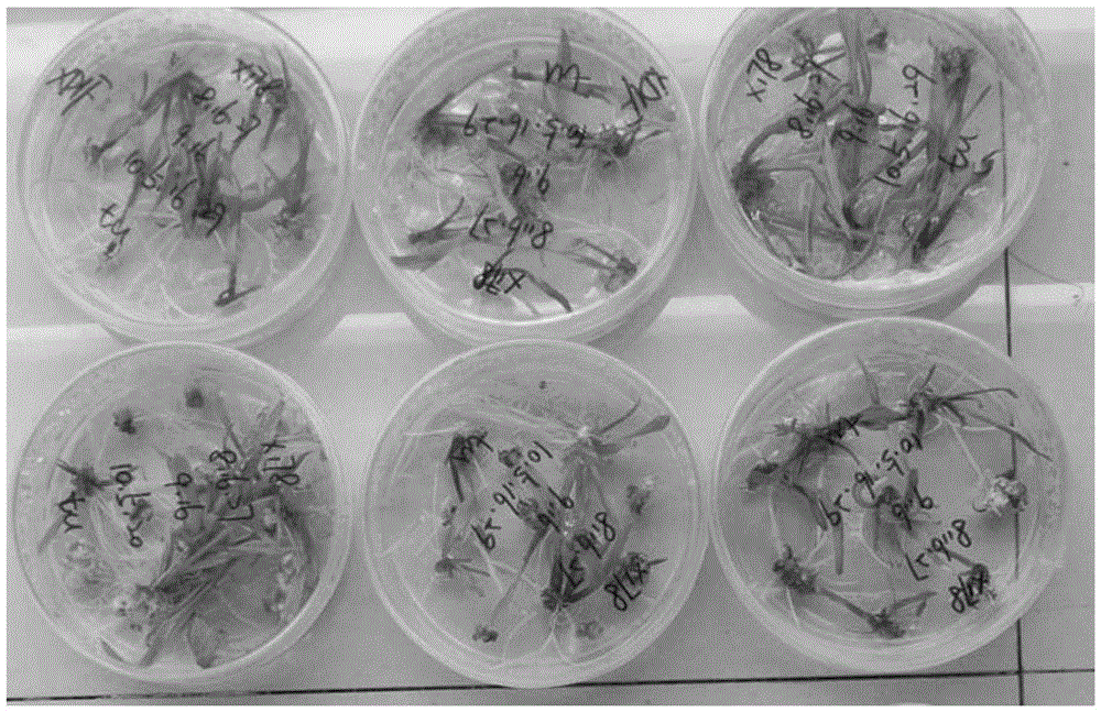 Agrobacterium mediated efficient corn backbone selfing line genetic transformation method