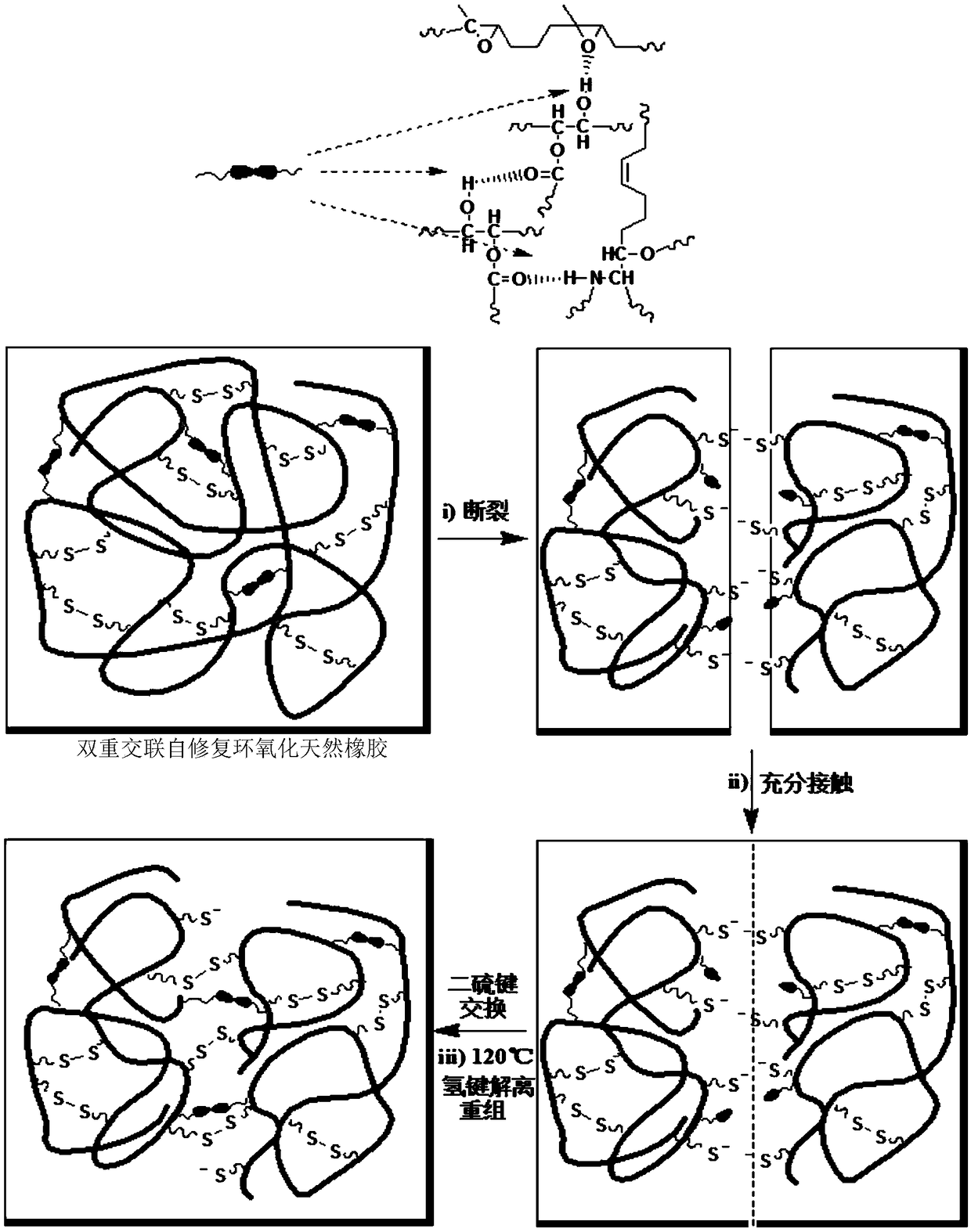 Double-crosslinking self-repairing epoxidized natural rubber and preparation method and application thereof