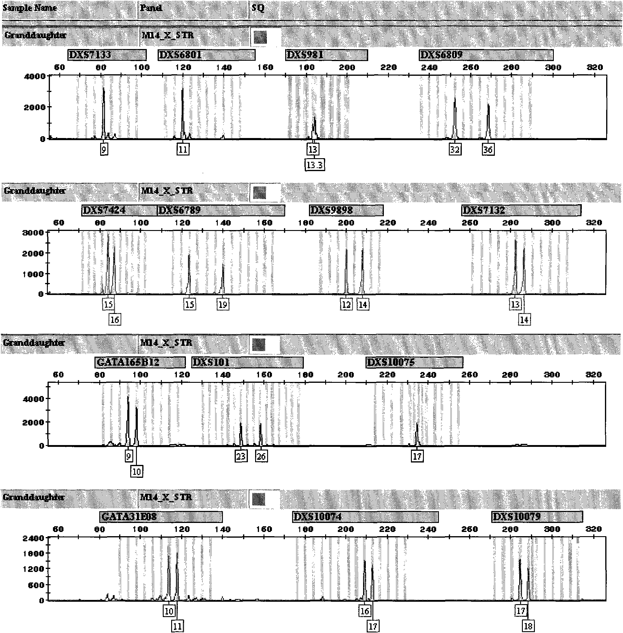 X-STR locus fluorescence labeling composite amplification system and application thereof