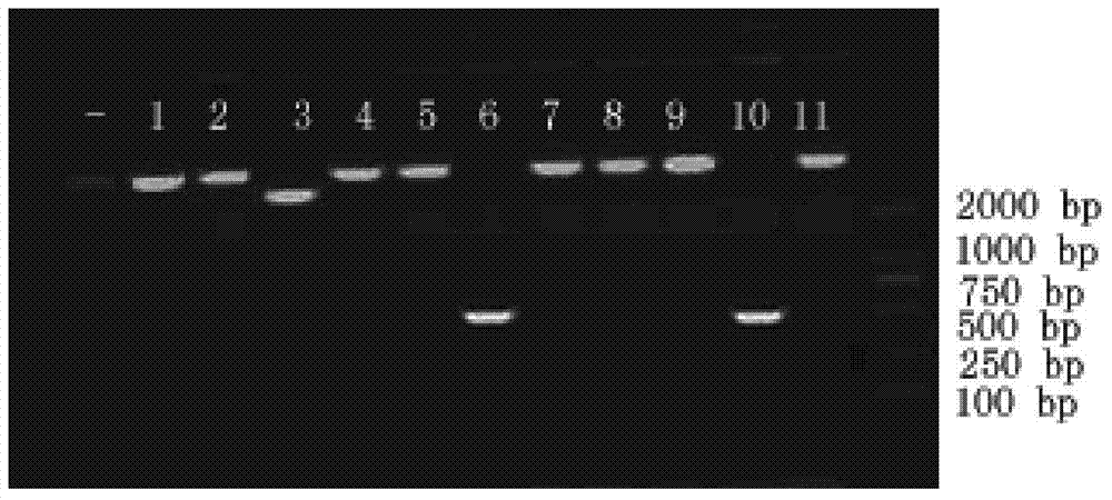 Method for deleting selection marker gene of transgenic rice