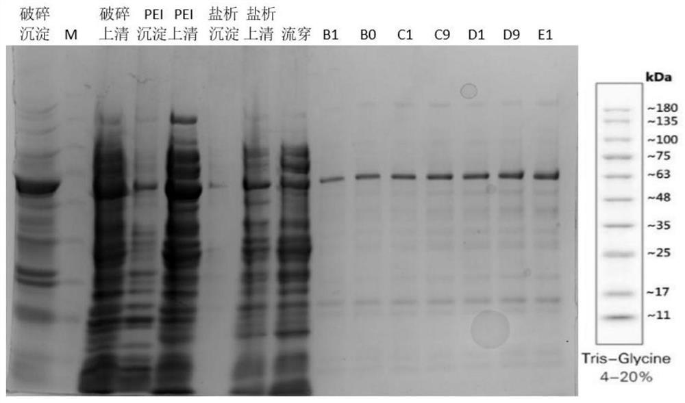 M-MLV reverse transcriptase and preparation method thereof