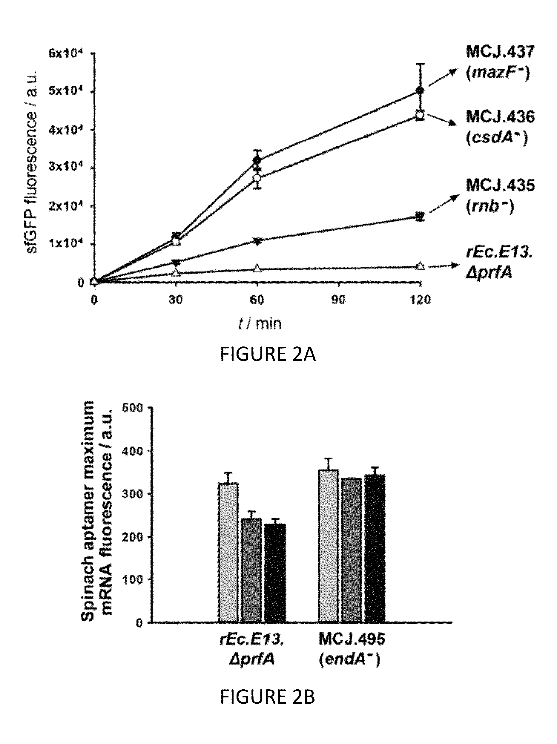 Methods for improved in vitro protein synthesis with proteins containing non standard amino acids