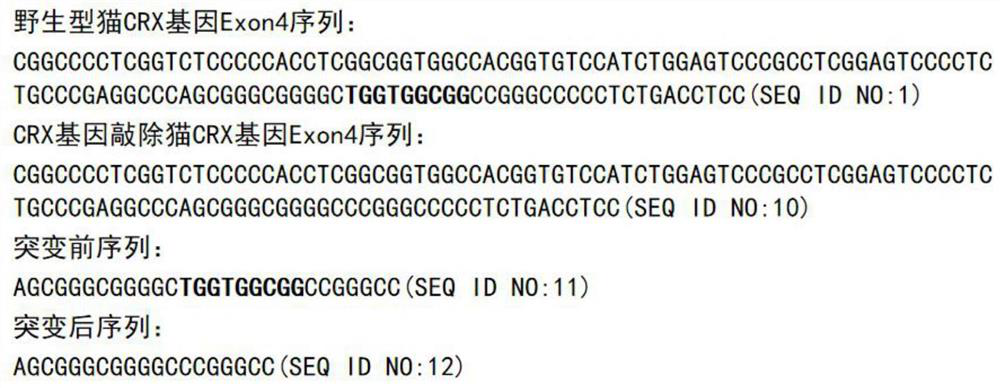 Construction method and application of CRX gene deletion mutation cat mutant