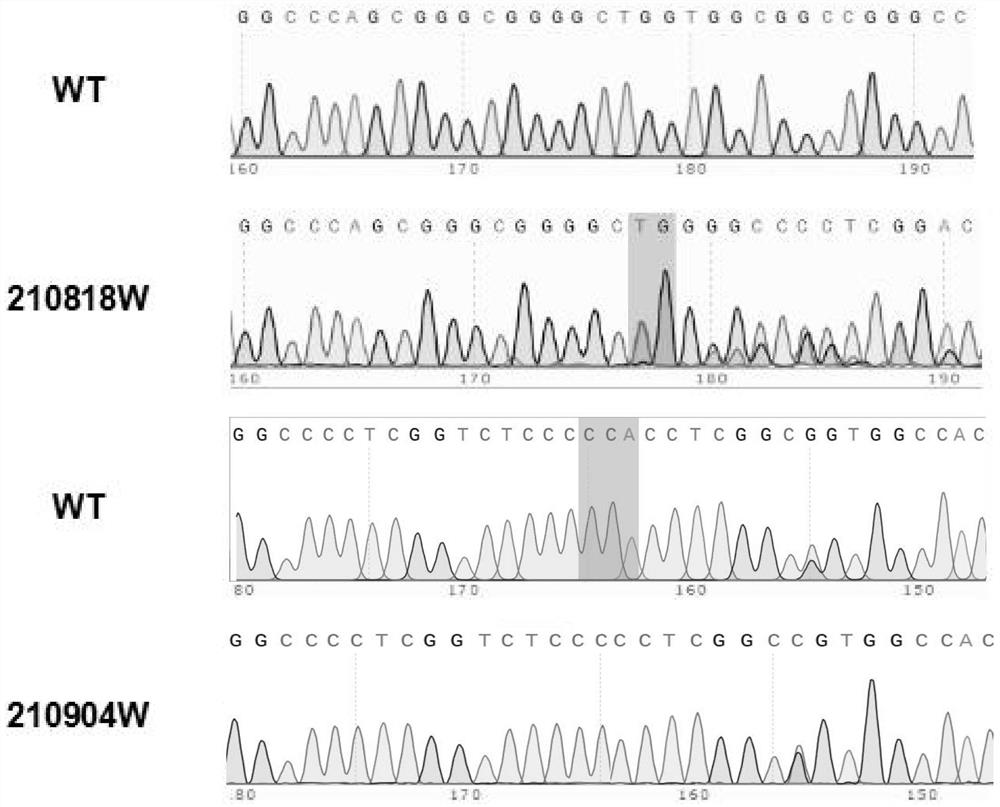 Construction method and application of CRX gene deletion mutation cat mutant