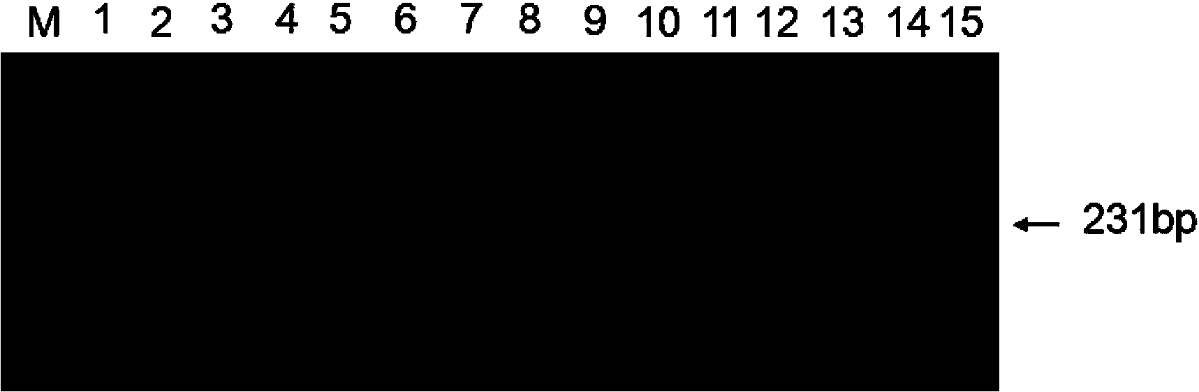 Endogenous reference gene suitable for brachypodium distachyon exogenous gene detection and copy number analysis, and application thereof