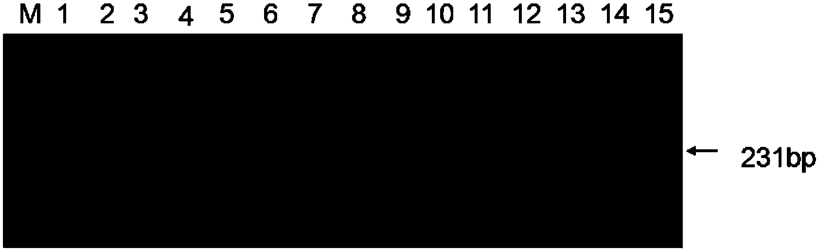 Endogenous reference gene suitable for brachypodium distachyon exogenous gene detection and copy number analysis, and application thereof