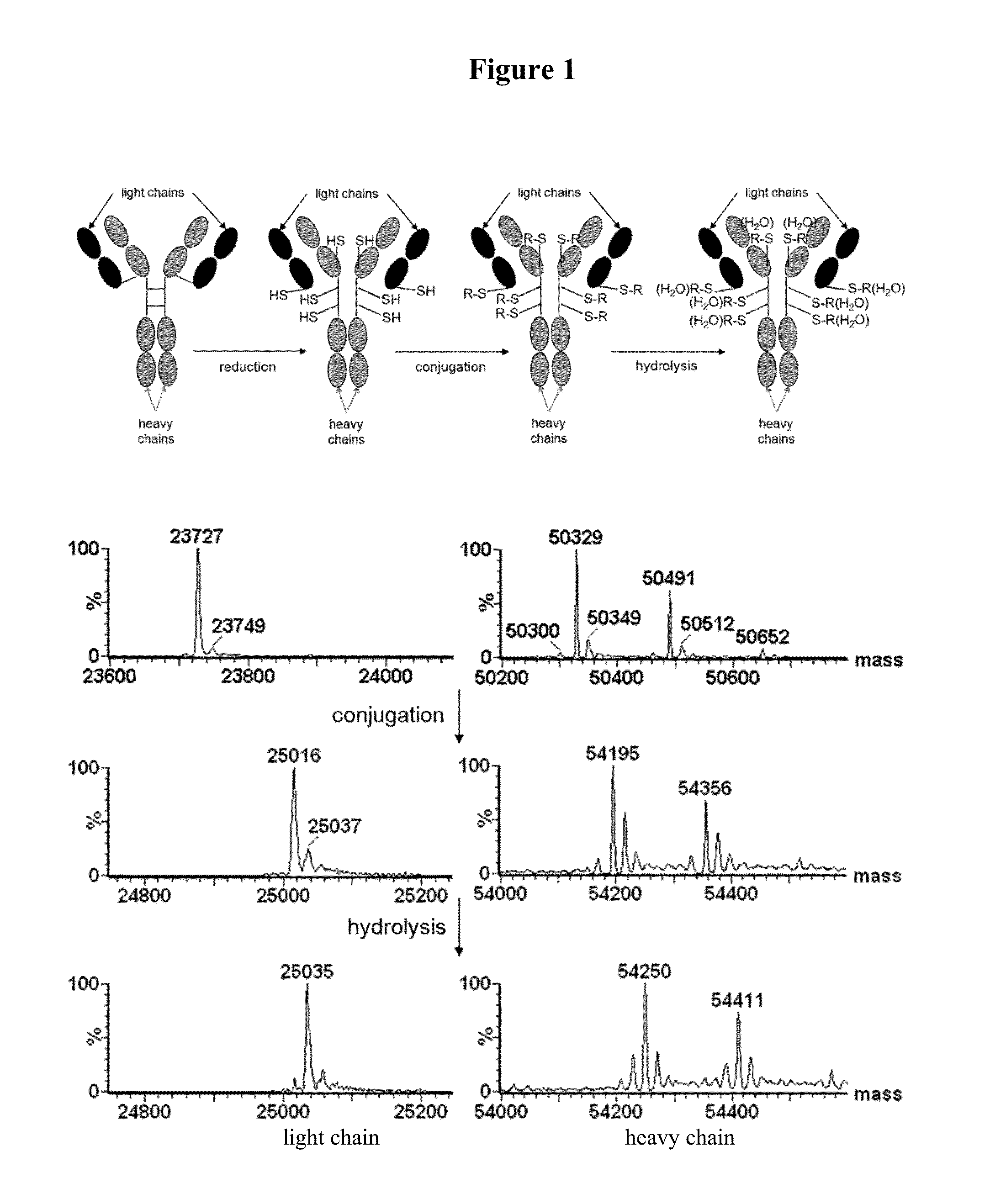 Self-stabilizing linker conjugates