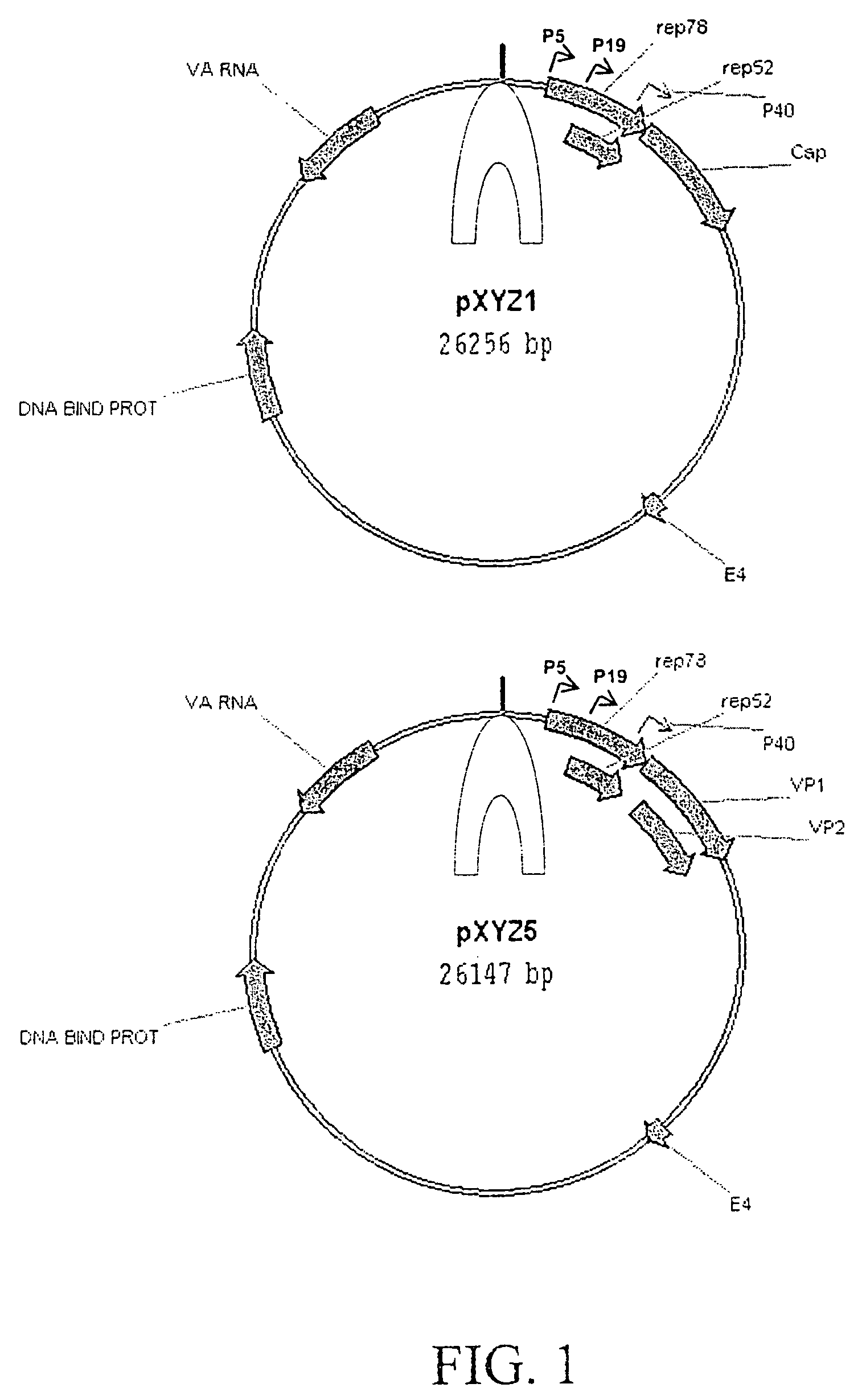 Production of pseudotyped recombinant AAV virions