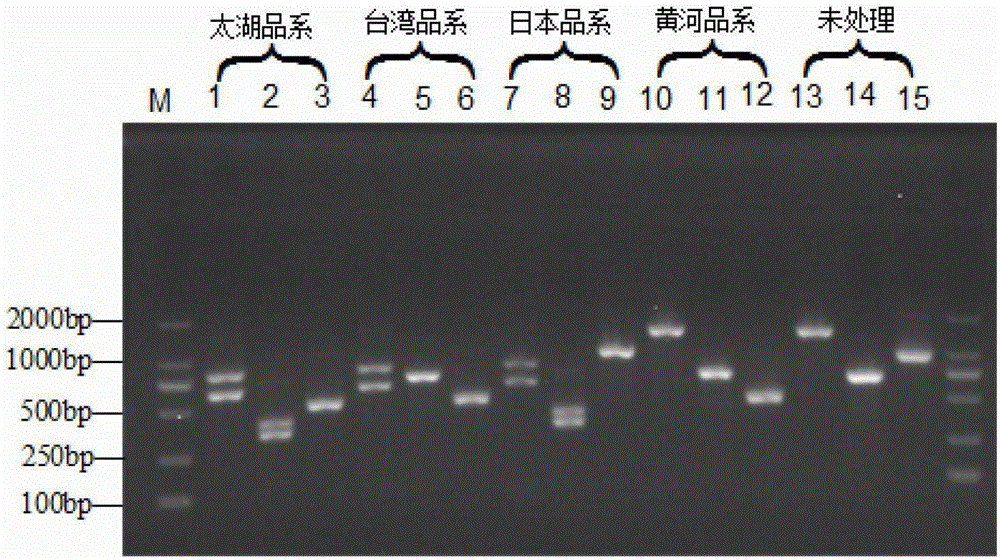 PCR detection method for identifying germplasms of four populations of Pelodiscus sinensis, primer group and kit