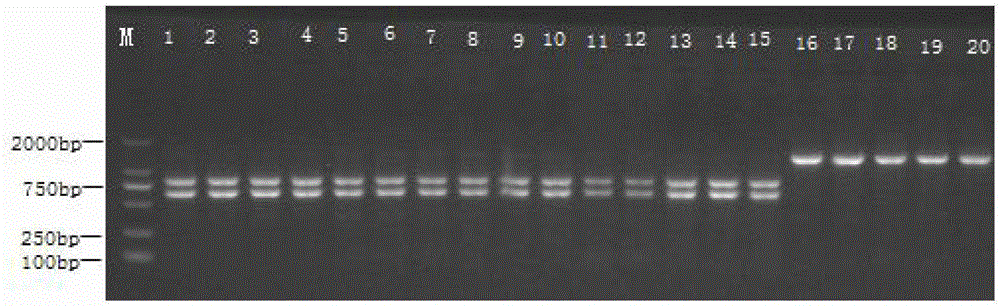 PCR detection method for identifying germplasms of four populations of Pelodiscus sinensis, primer group and kit