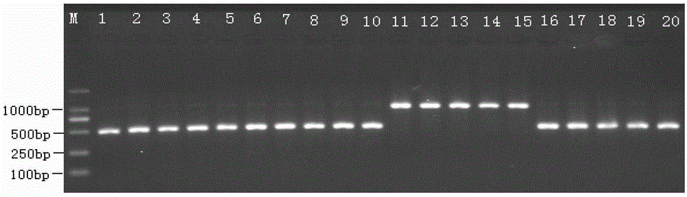 PCR detection method for identifying germplasms of four populations of Pelodiscus sinensis, primer group and kit