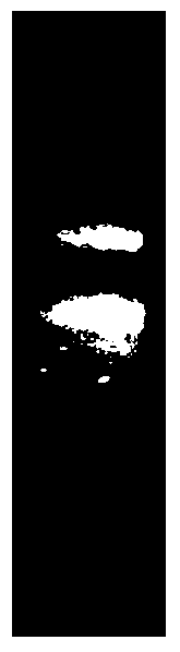 Isoprene synthase gene and application thereof