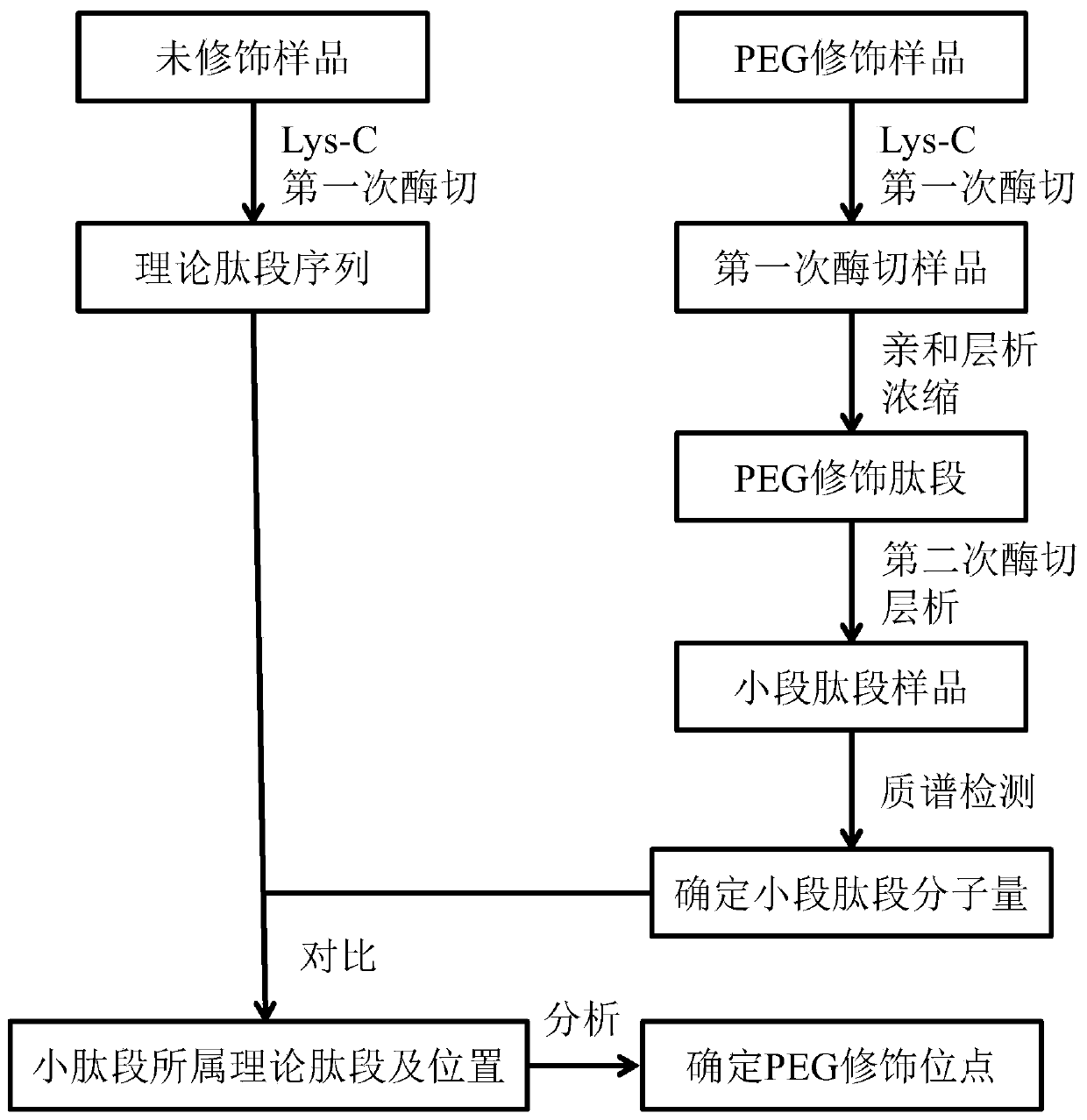 Analysis method for determining modification sites of multi-site PEG modified protein