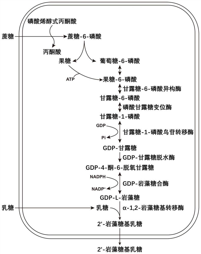 Bacillus subtilis for producing 2 '-fucosyllactose and application thereof