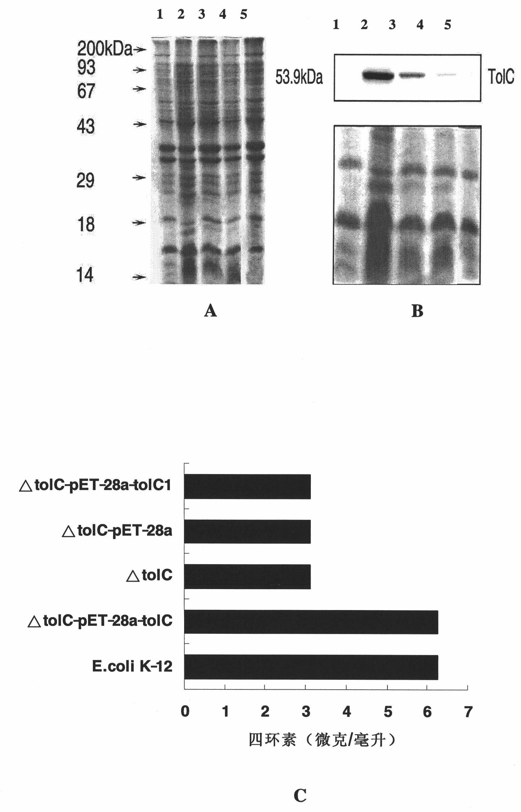 Escherichia coli TolC antigen as well as antibody and application thereof