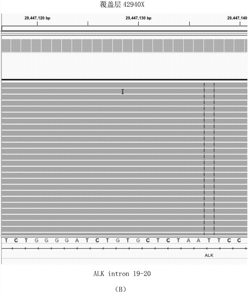 Quantitative sequencing and library building method and quantitative sequencing and detecting method for fusion gene on basis of DNA (Deoxyribonucleic Acid) and application of quantitative sequencing and detecting method